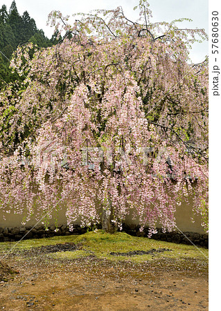 一乗谷散歩・一乗谷朝倉遺跡復元町並　武家屋敷 57680630