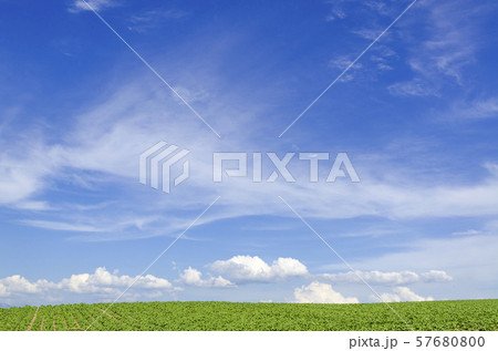 北海道　美瑛　青空と穀倉地帯 57680800