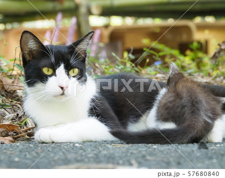 野良猫・母猫・授乳中 57680840