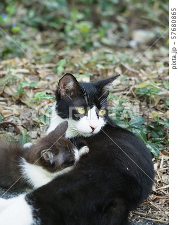 野良猫・母猫・授乳中 野良猫・母猫・授乳中 57680865