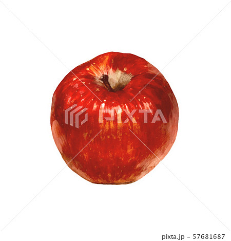 りんご 水彩画 静物着彩 透明水彩のイラスト素材 [57681687] - PIXTA