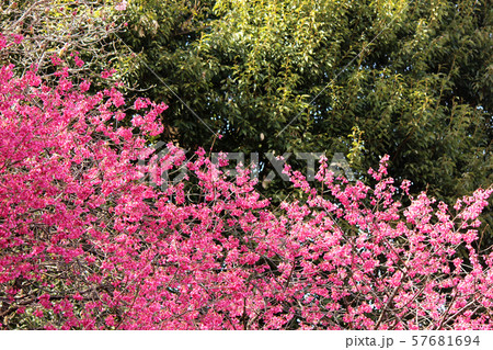 樹木の緑をバックにしたカンヒザクラ 57681694