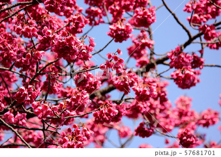 春の青空と密蔵院のカンヒザクラ(4) 春の青空と密蔵院のカンヒザクラ(4) 57681701