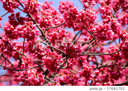 春の青空と密蔵院のカンヒザクラ(5) 春の青空と密蔵院のカンヒザクラ(5) 57681702