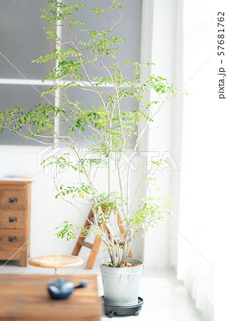 インテリア デザイン 部屋 植物 白 自然光 リノベーション コンクリート 打ちっ放し インテリア デザイン 部屋 植物 白 自然光 リノベーション コンクリート 打ちっ放し 57681762