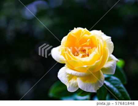 薔薇 薔薇 57681848