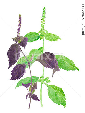 Perilla frutescens var. crispa 赤じそと青じそ 57682134