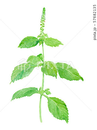 Perilla frutescens var. crispa　f.viridis アオジソ 57682135