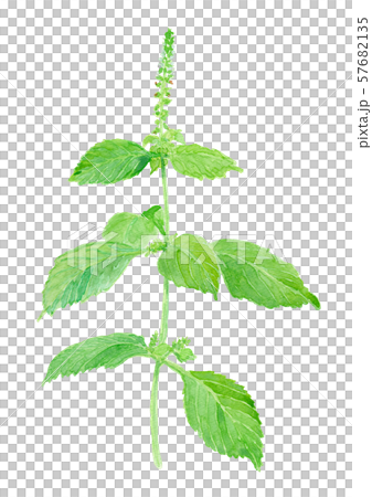 Perilla frutescens var. crispa　f.viridis アオジソ 57682135