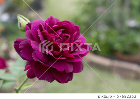 バラ　真夜 57682252