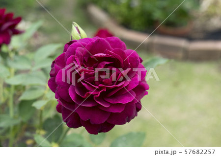 バラ 真夜 バラ 真夜 57682257