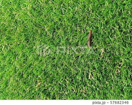 slug on green grass background slug on green grass background 57682346