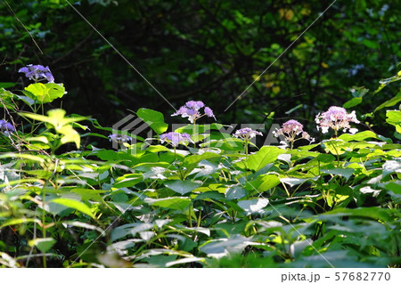 9月奥多摩町70ﾀﾏｱｼﾞｻｲ･白丸湖畔遊歩道 57682770