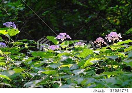 9月奥多摩町71ﾀﾏｱｼﾞｻｲ･白丸湖畔遊歩道 57682771