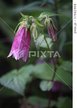 金剛ランタン 野生の花 夏の写真素材