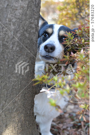 木の陰から何かを目撃した白黒の犬(縦位置)2 木の陰から何かを目撃した白黒の犬(縦位置)2 57683220
