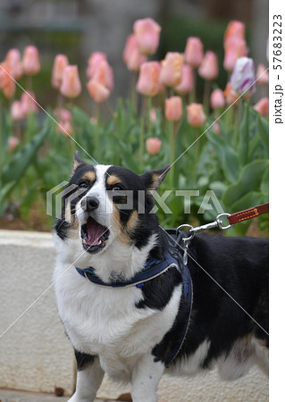チューリップを背景に大声で話しかける黒コーギー犬 縦位置 の写真素材 チューリップを背景に大声で話しかける黒コーギー犬 縦位置 の写真素材