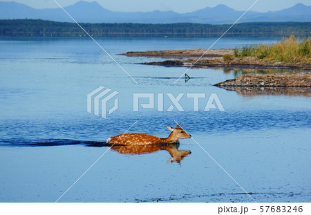 湖に入る野生のエゾシカ 57683246