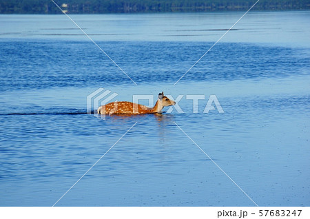 湖に入る野生のエゾシカ 57683247