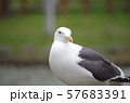 オオカモメ 57683391