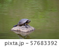 石の上で甲羅干しするミドリガメ 57683392