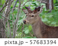 エゾシカ 57683394