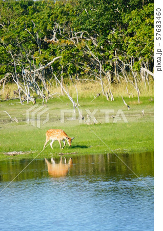野性の鹿 57683460