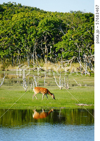 野性の鹿 57683467