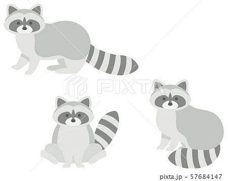 raccoon illustration