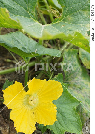 冬瓜の花 57684175