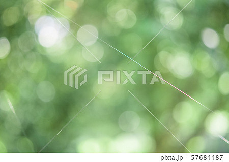 蜘蛛の巣　玉ぼけ 57684487