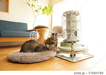 ストーブ前の猫 ストーブ前の猫 57684768