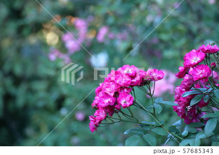 愛の象徴 愛の象徴 57685343