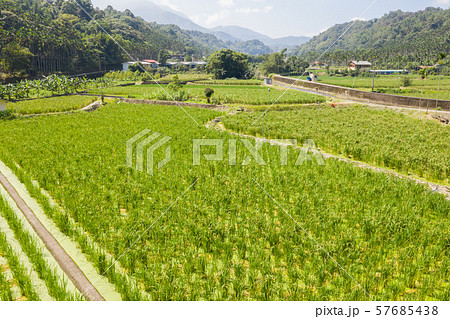 water bamboo(zizania latifolia) farm water bamboo(zizania latifolia) farm 57685438