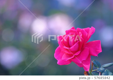 愛の象徴 57685842