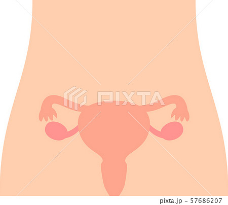 腹部と子宮の図 腹部と子宮の図 57686207