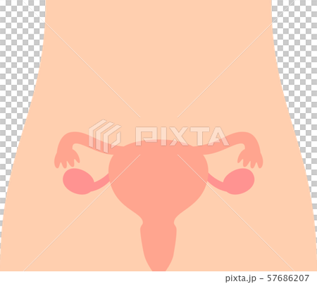 腹部と子宮の図のイラスト素材