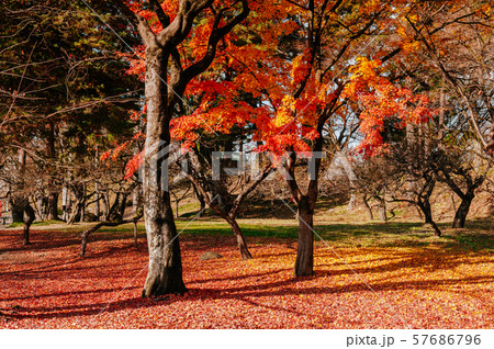 Red autumn maple tree garden at Aizu Wakamatsu Red autumn maple tree garden at Aizu Wakamatsu 57686796