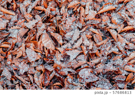 Dried leaves foliage white frozen snow in winter 57686813