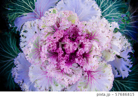 Ornamental cabbage or kale curly leaves purple Ornamental cabbage or kale curly leaves purple 57686815