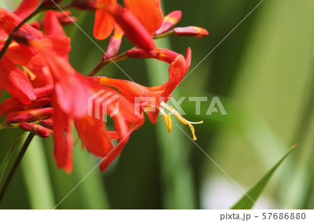 Crocosmia or Montbretia plant in bloom with orange flowers 57686880