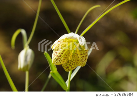 バイモユリ　Fritillaria verticillata var. thunbergii 57686984