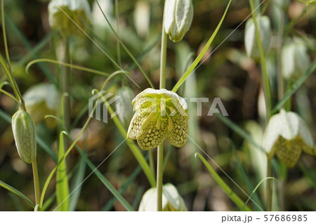 バイモユリ Fritillaria verticillata var. thunbergii バイモユリ Fritillaria verticillata var. thunbergii 57686985