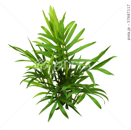 Green leaves of chameadorea palm 57687117