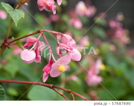 シュウカイドウ 57687690