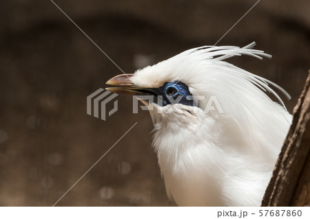 Rothschild's mynah which is bird in tropical area such as Bali 57687860