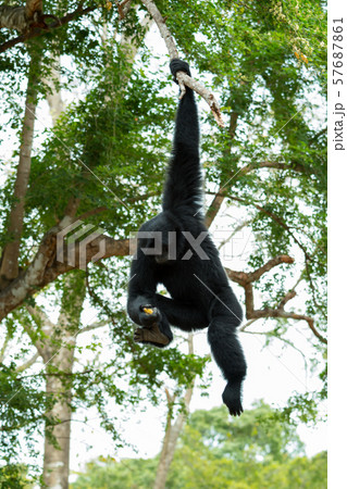 Siamang Gibbon swing and hang on tree branch and picking up banana from its foot with motion blur Siamang Gibbon swing and hang on tree branch and picking up banana from its foot with motion blur 57687861