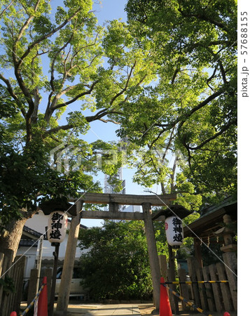 甲子園球場脇に佇み球児が祈願に来る素戔嗚神社 甲子園球場脇に佇み球児が祈願に来る素戔嗚神社 57688155