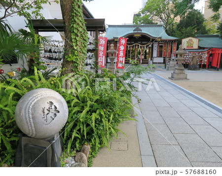 甲子園球場脇に佇み球児が祈願に来る素戔嗚神社 57688160