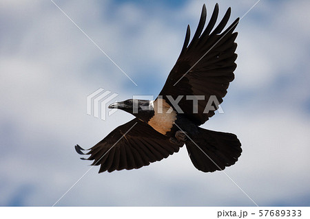 flying Pied Crow Ethiopia Africa safari wildlife 57689333